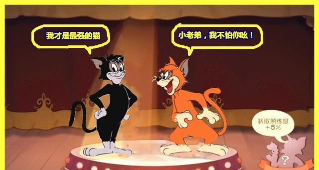 《黑猫守洞》游戏攻略（如何应对猫鼠大战）
