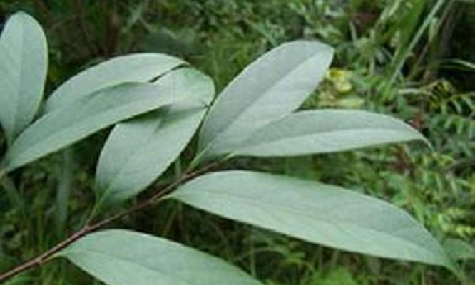 《极致强化！战无不胜，jachun排位赛出装攻略》（打造最强战力，一统天下无敌手！）