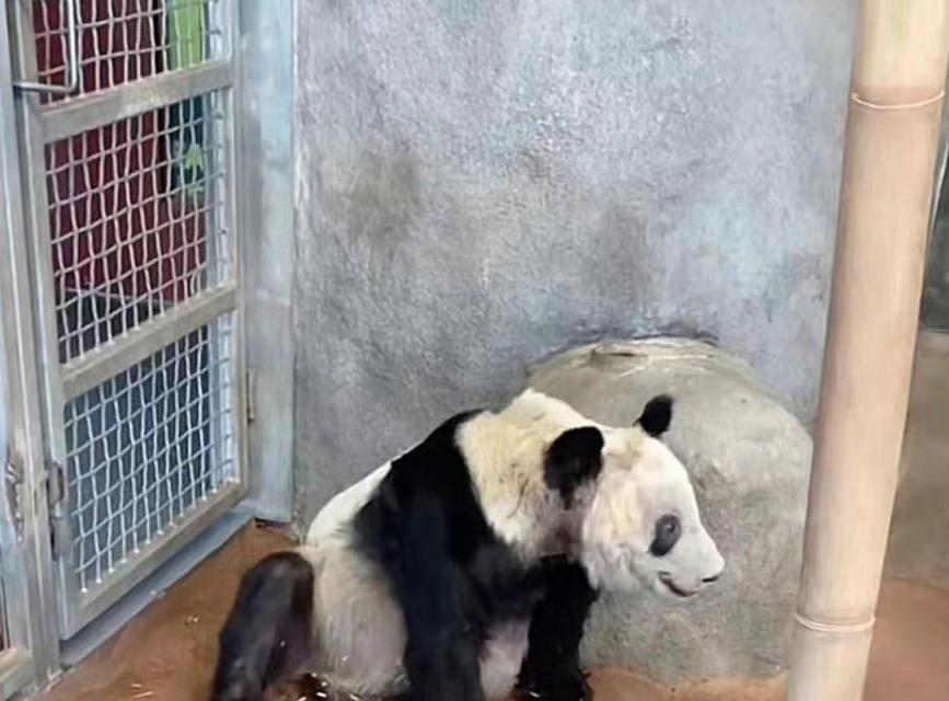 熊猫视频打奶妈出装攻略（玩转熊猫英雄，奶妈装备大揭秘）